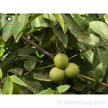 उच्च गुणवत्ता वाले अखरोट गुठली हल्के रंग के हिस्सों